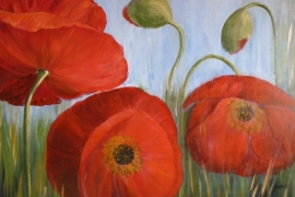 Coquelicots